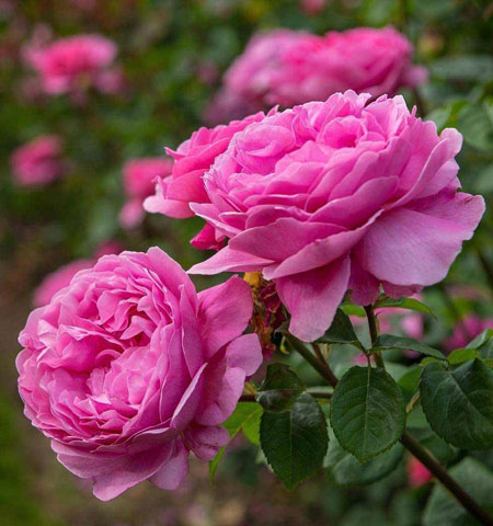 damask rose benefits
